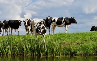 Biologisch-vlees-is-geen-betere-keuze