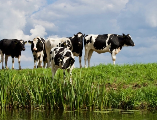 Biologisch vlees, de feiten