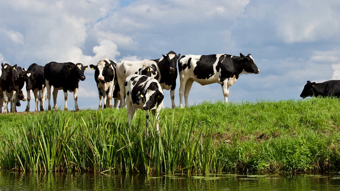 Biologisch-vlees-is-geen-betere-keuze