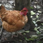 waarom-kiezen-mensen-voor-een-veganistische-levenswijze