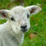 wat-is-veganisme