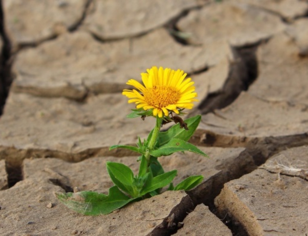 Veganisme verdient wettelijke bescherming volgens