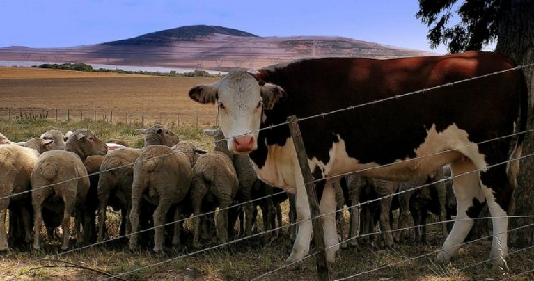Een koe en meerdere schapen in een weiland