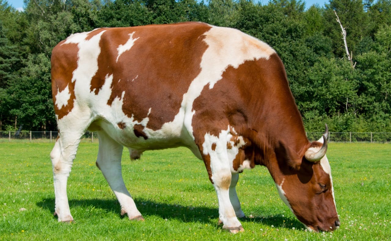 waarom-veganisme