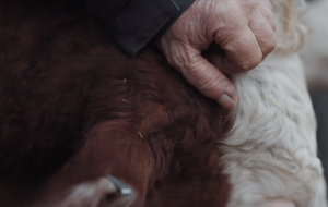 een hand aait een koe