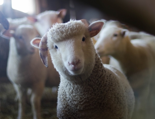 Nieuwjaarsboodschap NVV aan de dieren