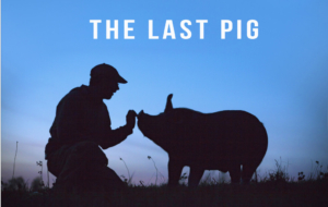 iemand aait een varken met de tekst 'The last pig'