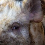 hoeveel-dieren-worden-er-in-nederland-geslacht