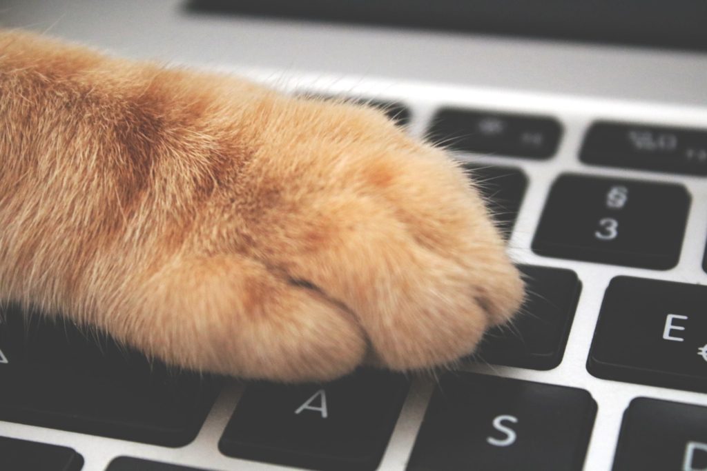 laptop cat Administratief medewerker Vegan Friendly
