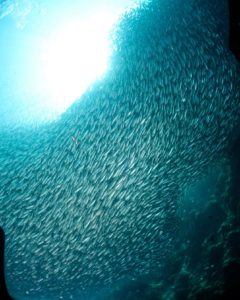 Sardines bij Moalboal, Filipijnen