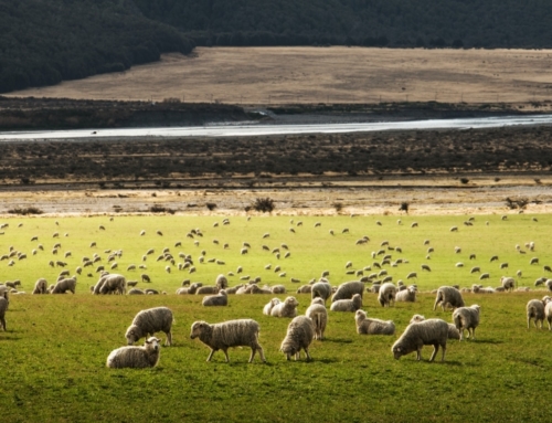 Vegan Society New Zealand brengt Green Protein Rapport uit