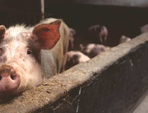Fleur zingt protestlied van varken op nationale TV