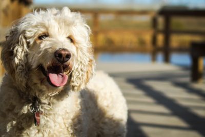 Lagotto_Romagnolo Een hond van het soort Lagotto Romagnolo. De hond heeft een vacht van witte krulletjes. De hond heeft een ketting om en rust op een vlonder aan een meer.