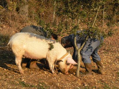 Truffelvarken Een varken die getraind is om truffels te vinden, snuffelt de bosgrond waar mogelijk een truffel zit. De big heeft een rode halsband om. Daarnaast staan twee mannen in overall en hoge laarzen gebukt te graven op de plek waar het varken snuffelt.