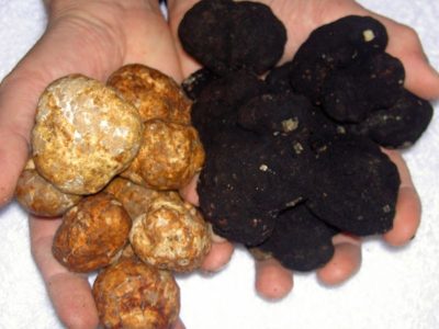 Zwarte en witte truffels Een hand gevuld met witte truffels en een hand gevuld met zwarte truffels.
