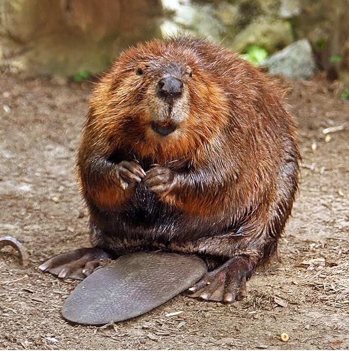 Een Amerikaanse bever op land kijkt naar de camera