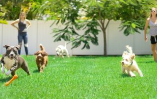 Vegan honden