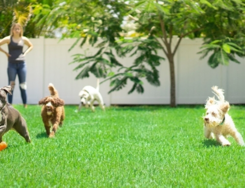 Vegan Honden: (geen) dierenmishandeling?