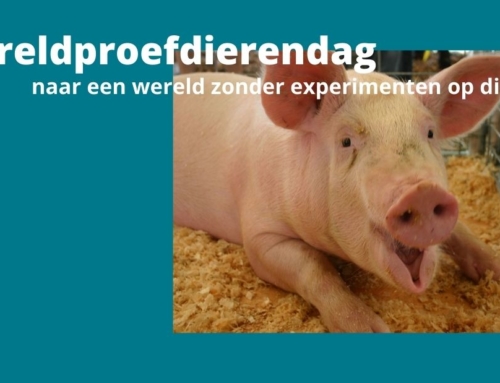 Wereldproefdierendag – naar een wereld zonder experimenten op dieren