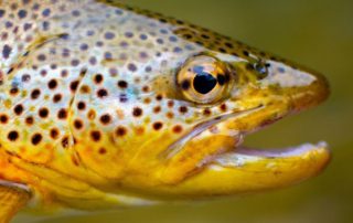 een forel met geopende bek