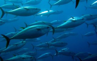 een school tonijnen in zee