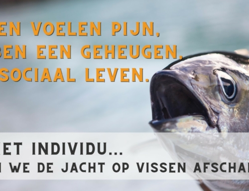 Werelddag voor het Einde van de Jacht op Vissen: opkomen voor vissen en andere zeedieren