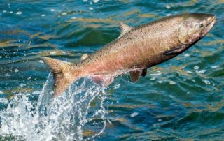 een zalm springt boven het water uit