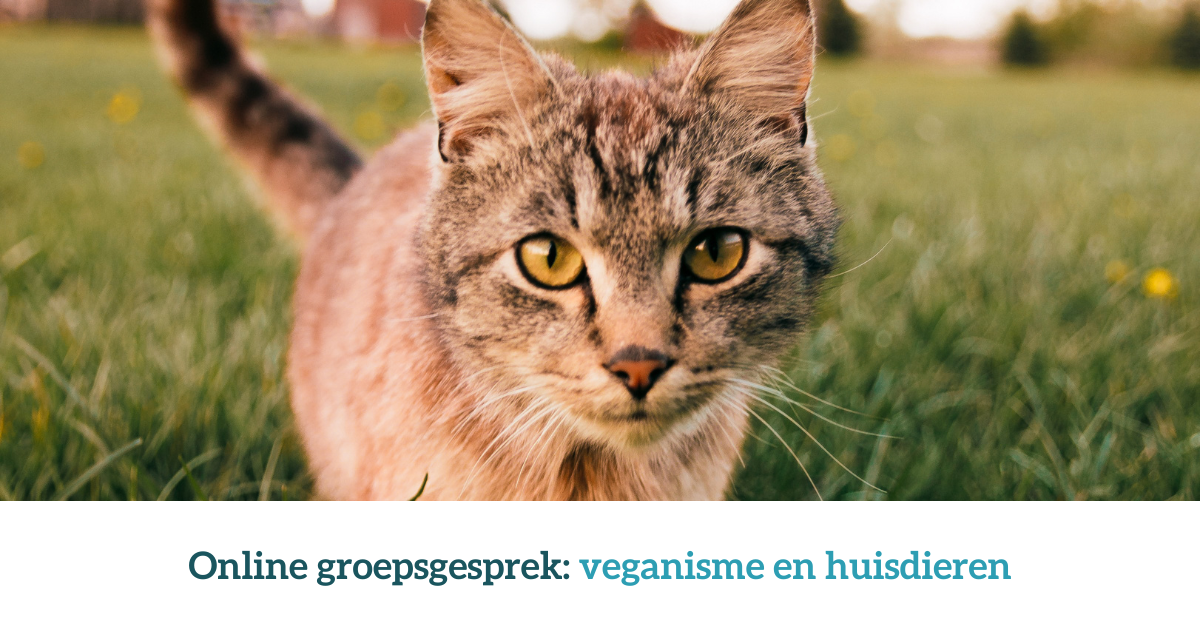 V2VVeganismeEnHuisdieren