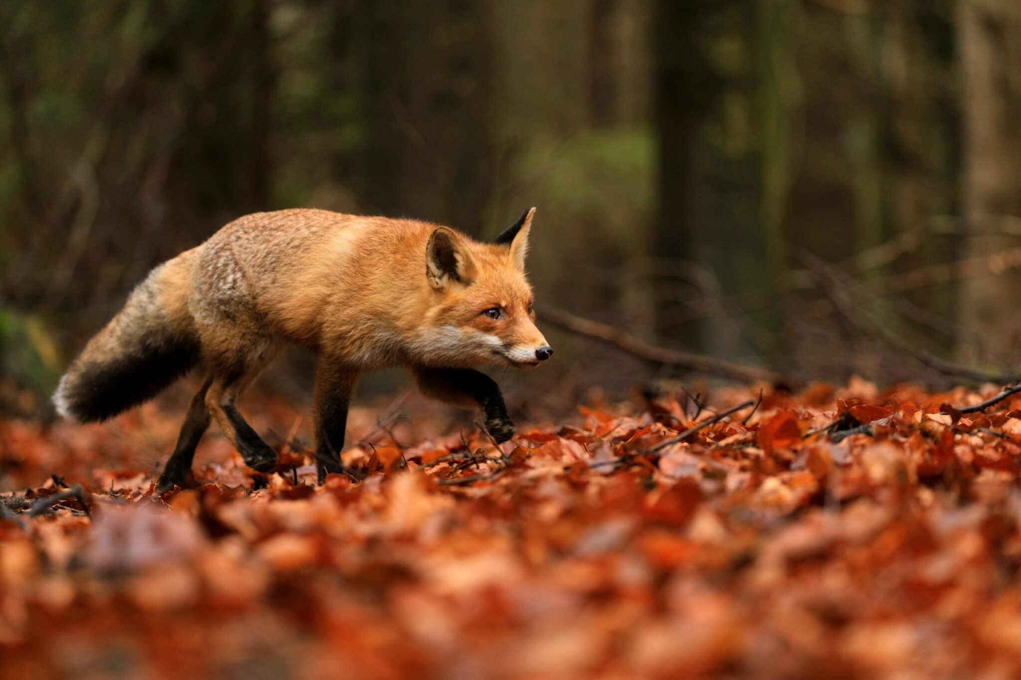 Een vos loopt door een herfstbos.
