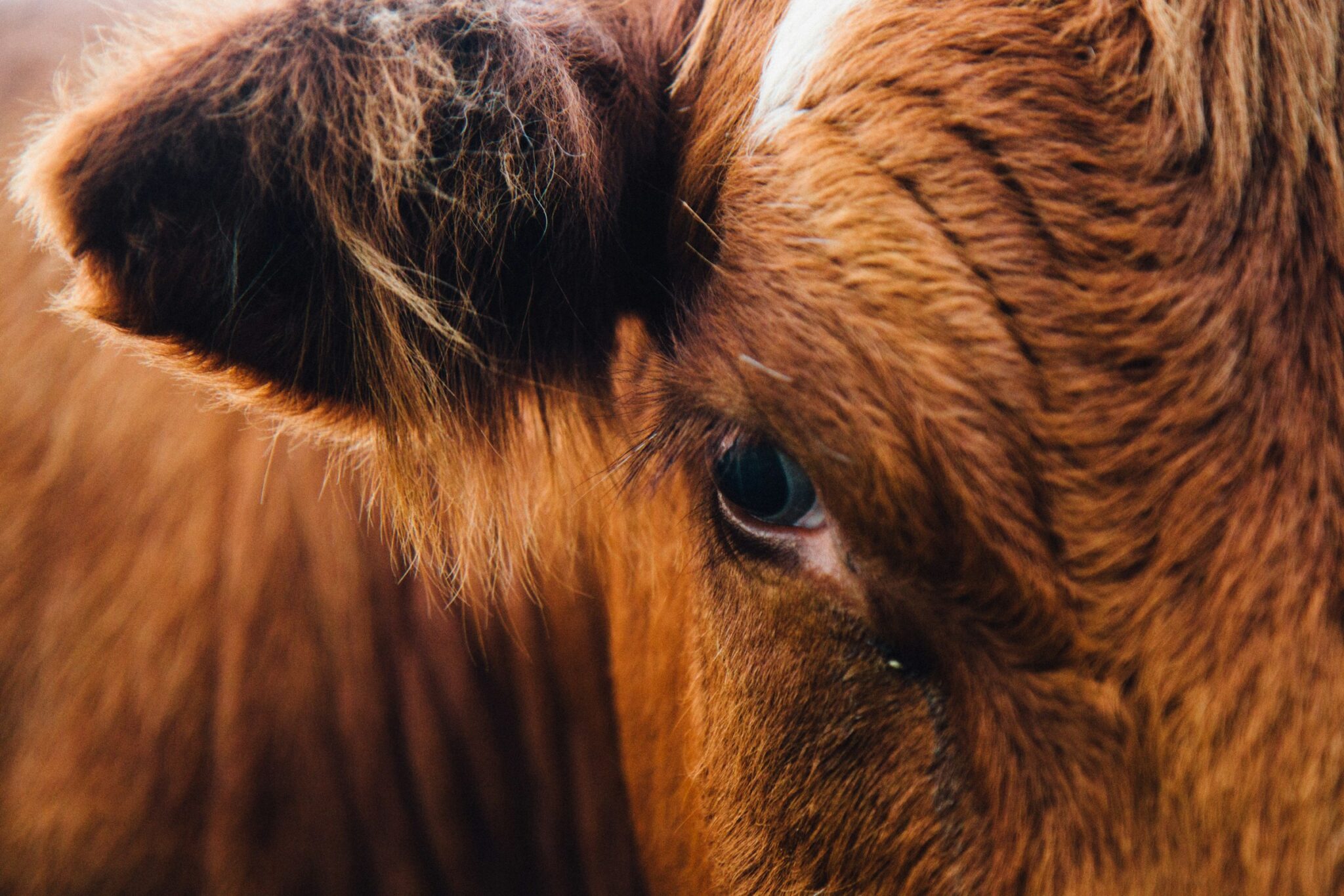 Close-up van een oor en een oog van een koe