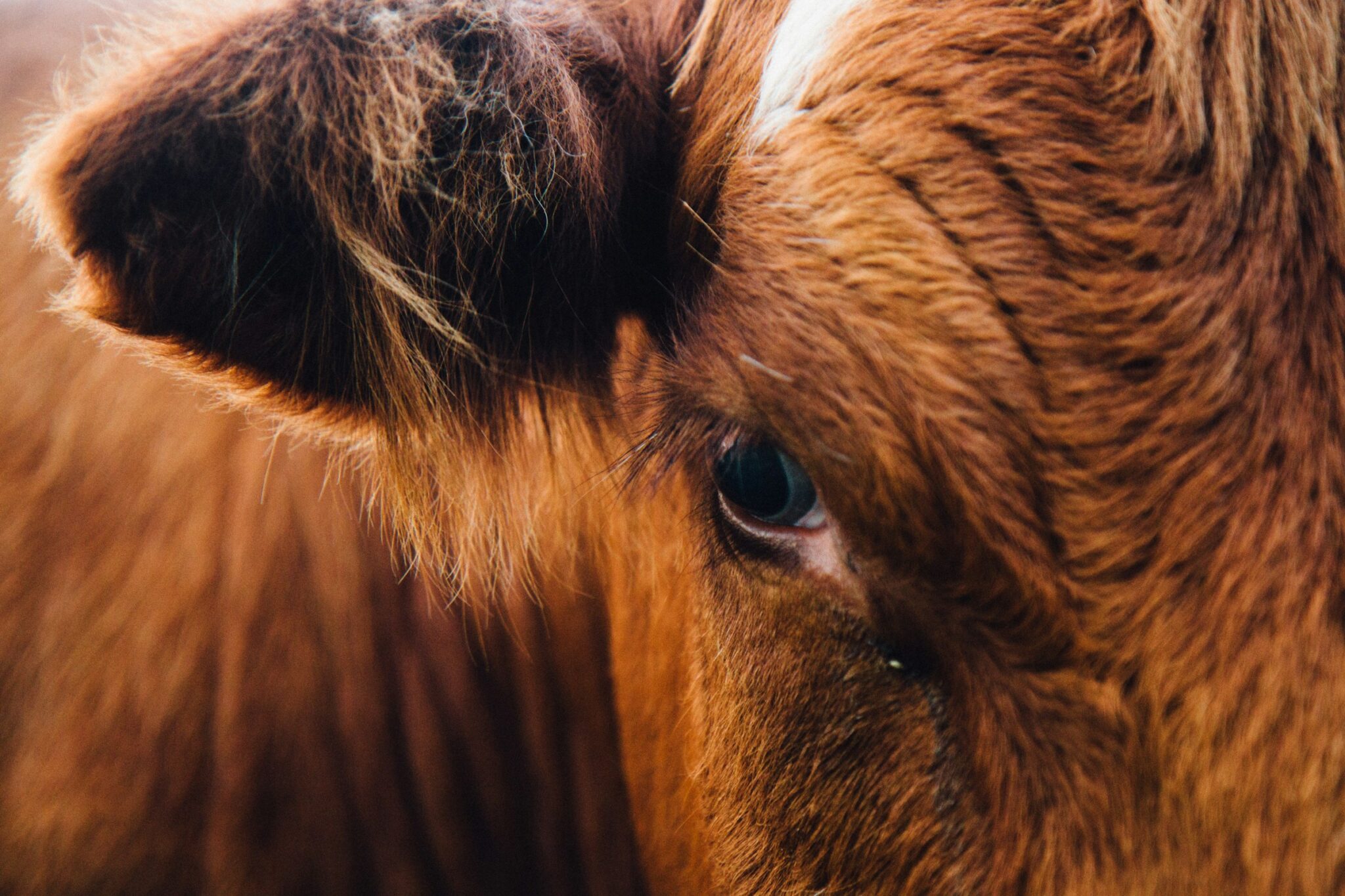 Close up van een bruine koe. Je ziet een oor en een oog van de koe die in de camera kijkt