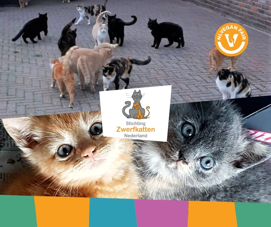 Een groep katten op straat