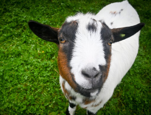 Sluit je aan bij de Dierendag Demo