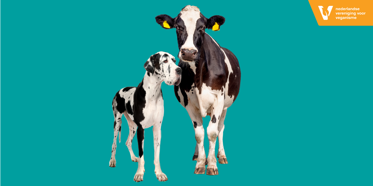 Foto van een zwart witte koe en een zwart witte hond naast elkaar.