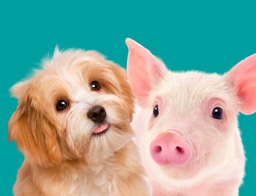 VeganChallenge als eyeopener