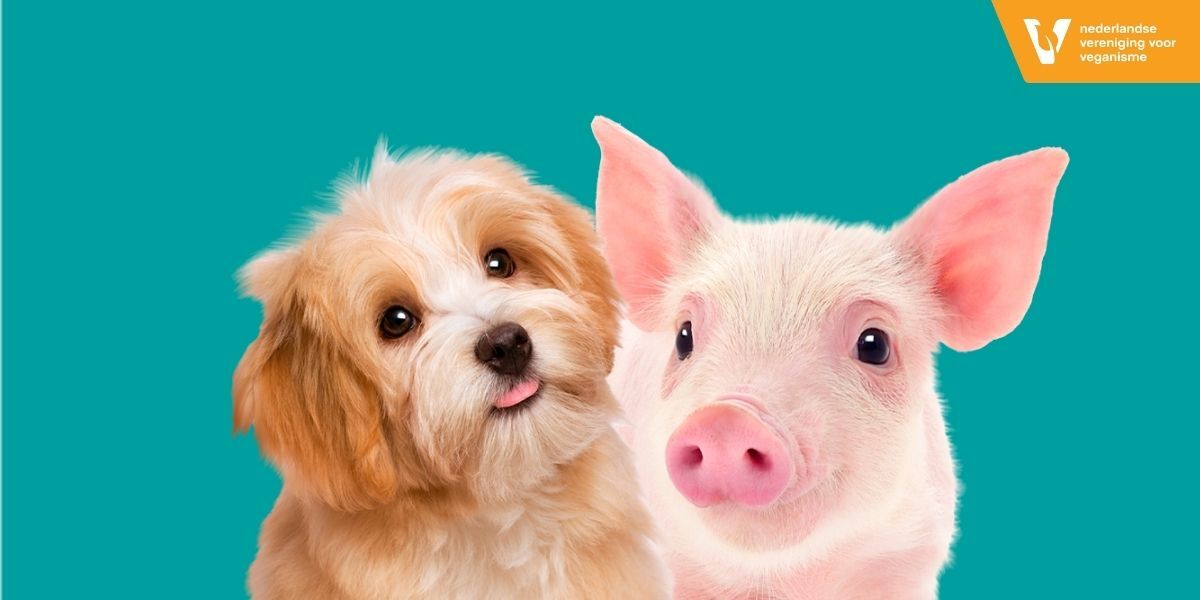 Een plaatje van een puppy en een biggetje naast elkaar.