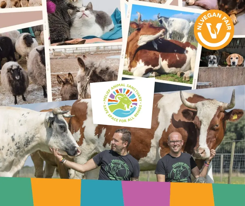 Foto's van de dieren die opgevangen worden door Melief Animal Sanctuary met daarvoor het logo