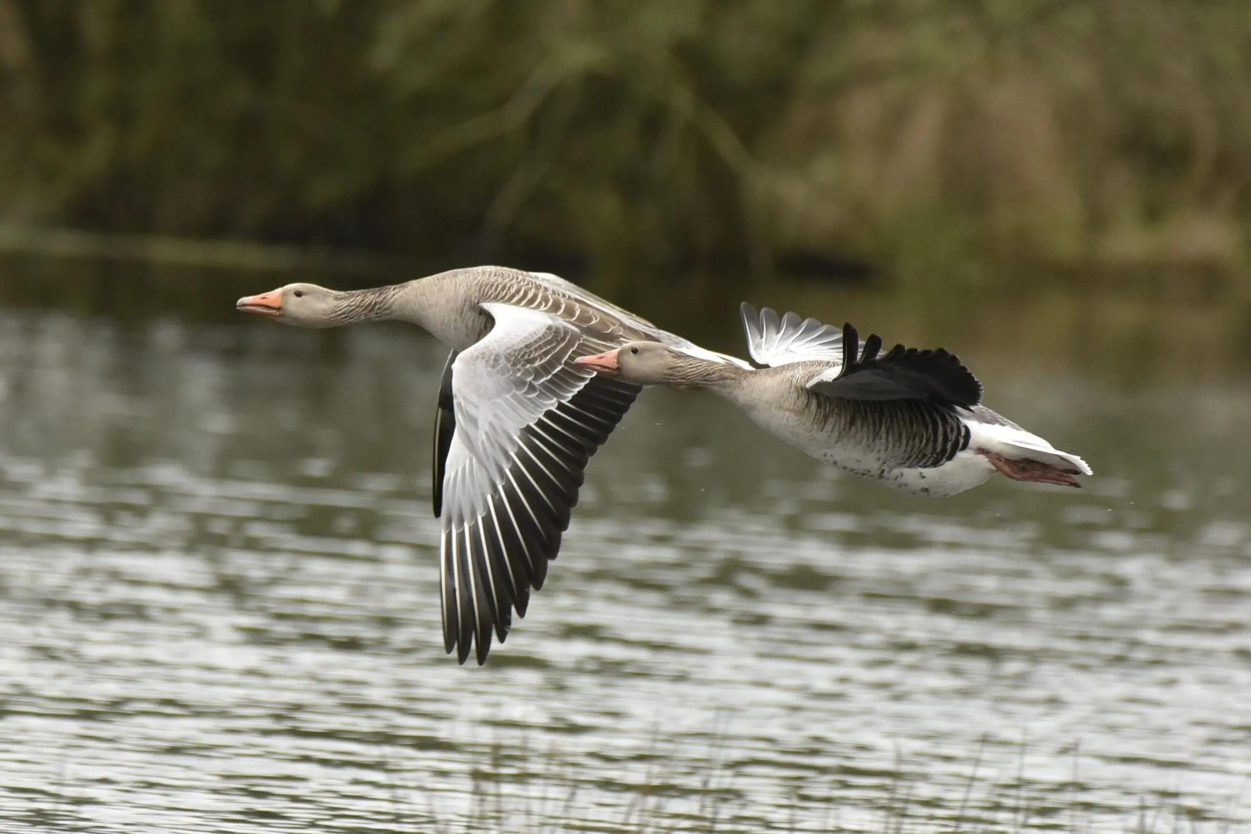 jacht sfeerfoto ganzen rechtevrije_stockfoto Twee ganzen die laag over water vliegen.