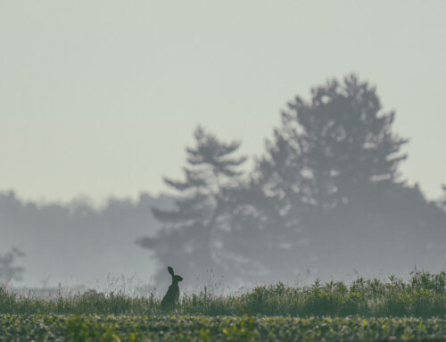 De wreedste hobby: hoe de jacht in Nederland werkt