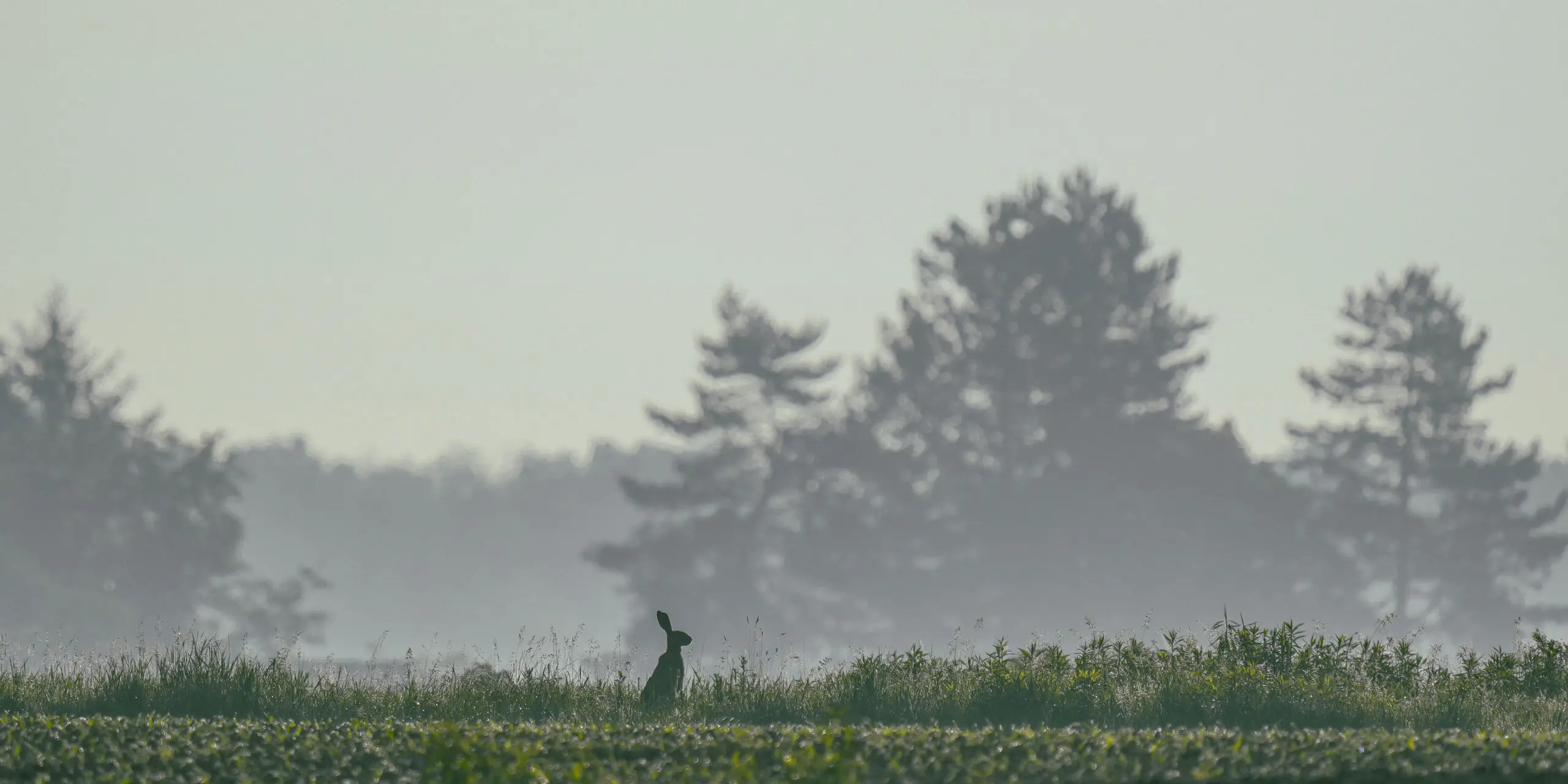 Sfeerfoto van een eenzame haas die zijn hoofd uitsteekt in een grauwe en mistig veld.