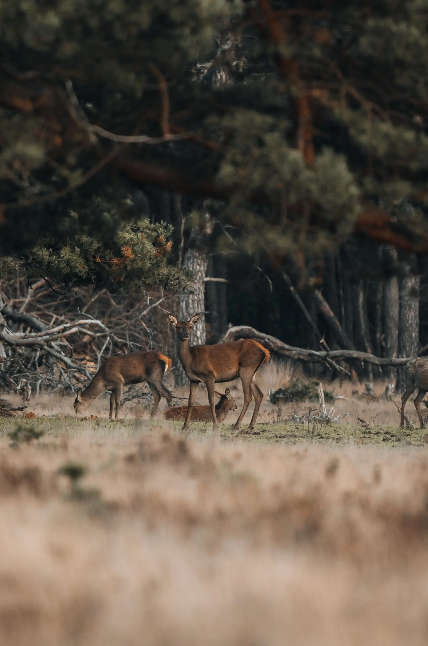 jacht sfeerfoto herten rechtevrije_stockfoto Een groepje herten in een grasgebied aan de rand van een bos. Eén hert kijkt op richting de camera, terwijl de rest graast.