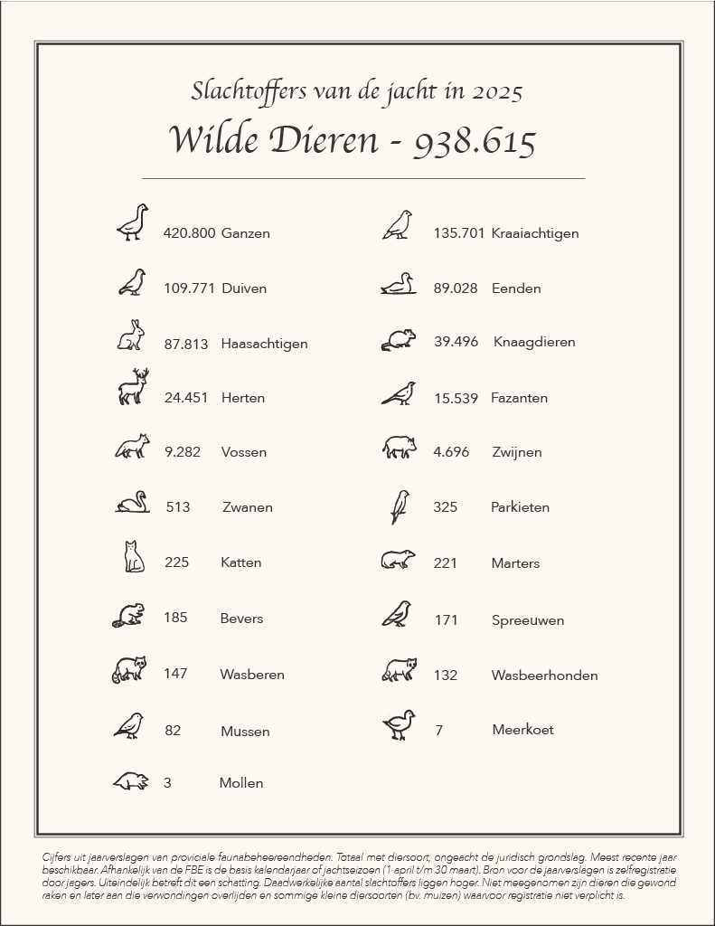 infographic jachtslachtoffers Een infographic over de jacht met de titel 'slachtoffers van de jacht in 2025'. Daaronder staat wilde dieren: 938.615. Vervolgens staan er icoontjes van verschillende diersoorten met daarnaast het aantal slachtoffers, namelijk: 420.800 ganzen, 135.701 kraaiachtigen, 109.771 duiven, 89.028 eenden, 87.813 haasachtigen, 39.496 knaagdieren, 24.451 herten, 15.539 fazanten, 9.282 vossen, 4.696 zwijnen, 513 zwanen, 325 parkieten, 225 katten, 221 marters, 185 bevers, 171 spreeuwen, 147 wasberen, 132 wasbeerhonden, 82 mussen, 7 meerkoeten, 3 mollen. Daaronder staat in het klein de volgende disclaimer. Cijfers uit jaarverslagen van provinciale faunabeheereenheden. Totaal per diersoort, ongeacht juridische grondslag. Meest recente jaar beschikbaar. Afhankelijk van de FBE is de basis kalenderjaar of jachtseizoen (1 april t/m 30 mei). Bron voor de jaarverslagen is zelfregistratie door jagers. Uiteindelijk betreft dit een schatting. Daadwerkelijke slachtoffers liggen hoger. Niet meegenomen zijn dieren die gewond raken en later aan die verwondingen overlijden en sommige kleine diersoorten (bv. muizen) waarvoor registratie niet verplicht is.